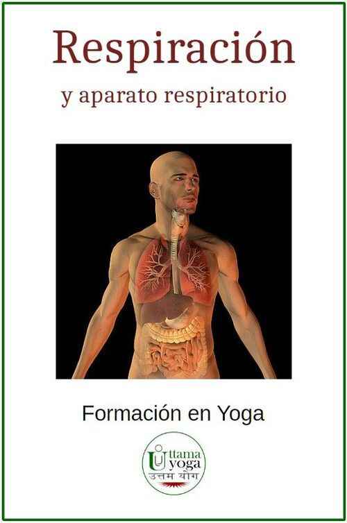 Dibujo del sistema respiratorio